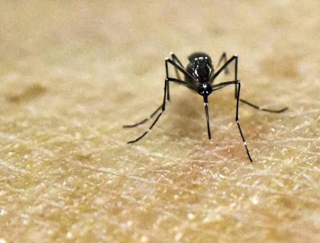  El mosquito Aedes aegypti, agente del dengue.