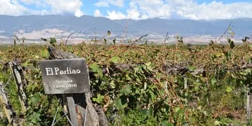 Ruta del vino Tucumán