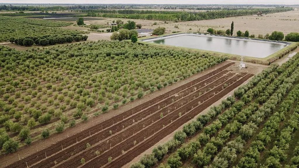 “Hemos implantado 315 hectáreas con olivos, de las cuales 240 actualmente están en producción", contó Rimoldi.