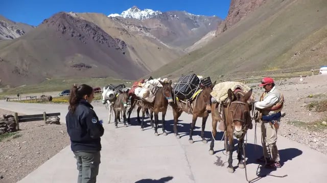 Mulas de carga en Parque Aconcagua junto a una Guardaparque.