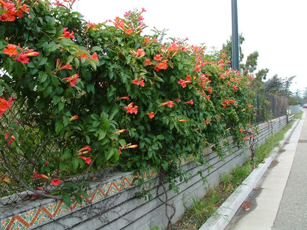 Esta especie tiene gran follaje y flores, que se trepan en las paredes. Ideales para combinar color y vegetación en una terraza o jardín.