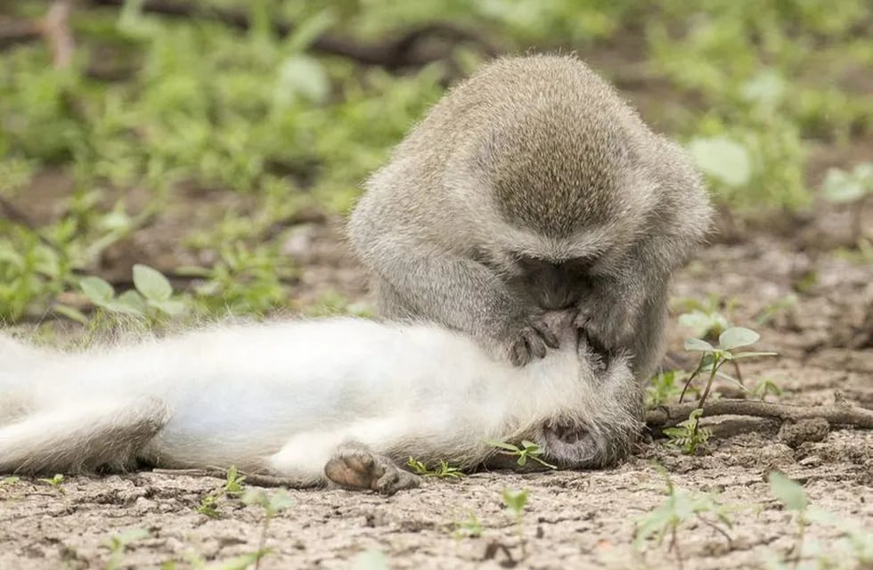 Un mono asistió a su compañera luego de que cayera al suelo. Pero nada es lo que parece. Imagen: William Steel / Solent News.