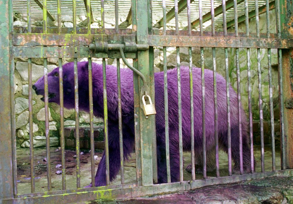 Pelusa, la osa polar que llegó al Zoo de Mendoza en 1980 y falleció en el lugar en 2012. Por un tratamiento para prevenir hongos, se teñía su pelaje de violeta. Foto: Archivo Los Andes.