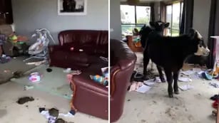 TikTok: regresó a su casa, descubrió que fue destrozada por dos vacas y el video se viralizó