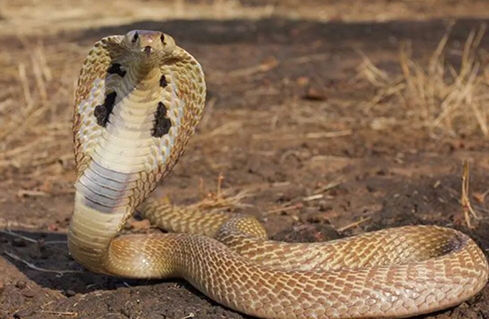 El distrito de Jashpur es conocido por ser morada de más de 200 especies de serpientes