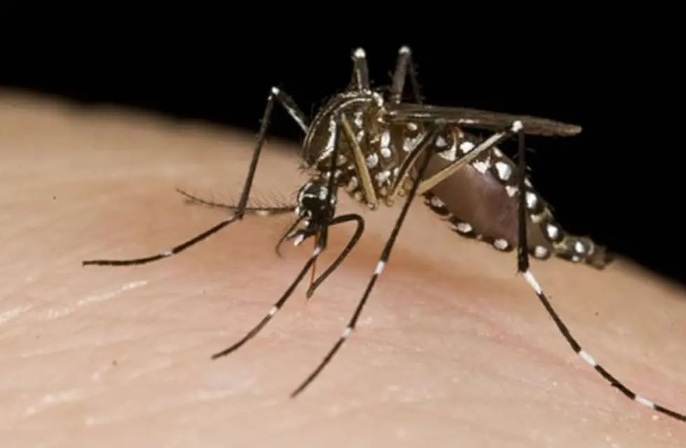 Así luce el mosquito del dengue - Archivo