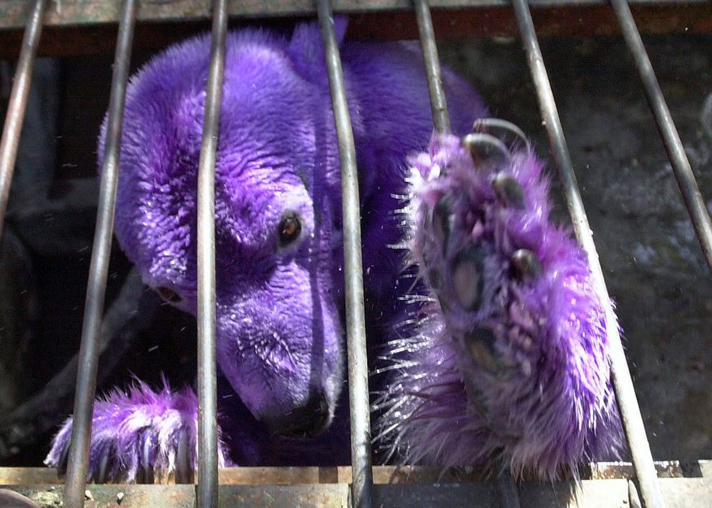 Pelusa, la osa polar que llegó al Zoo de Mendoza en 1980 y falleció en el lugar en 2012. Por un tratamiento para prevenir hongos, se teñía su pelaje de violeta. Foto: Archivo Los Andes.