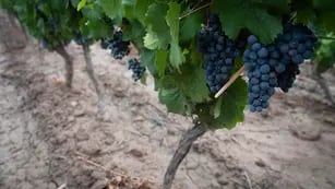Vitivinicultura: las uvas tintas llevan un retraso en la madurez cercano a los 10 días