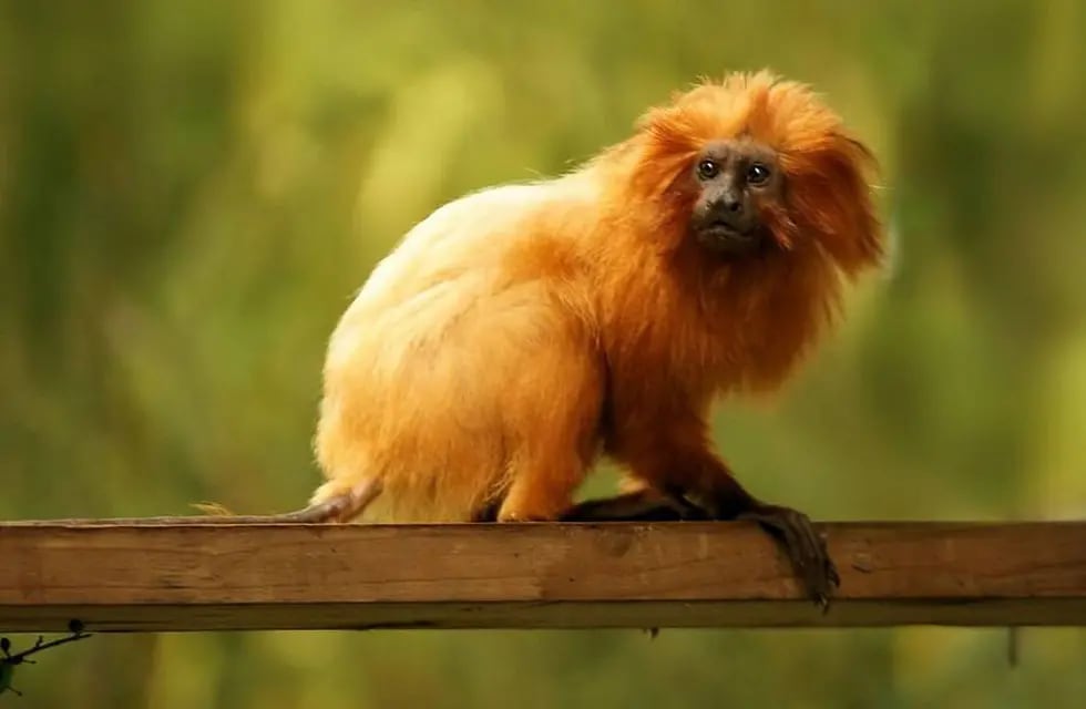 Robaron 17 monos exóticos de un zoológico francés