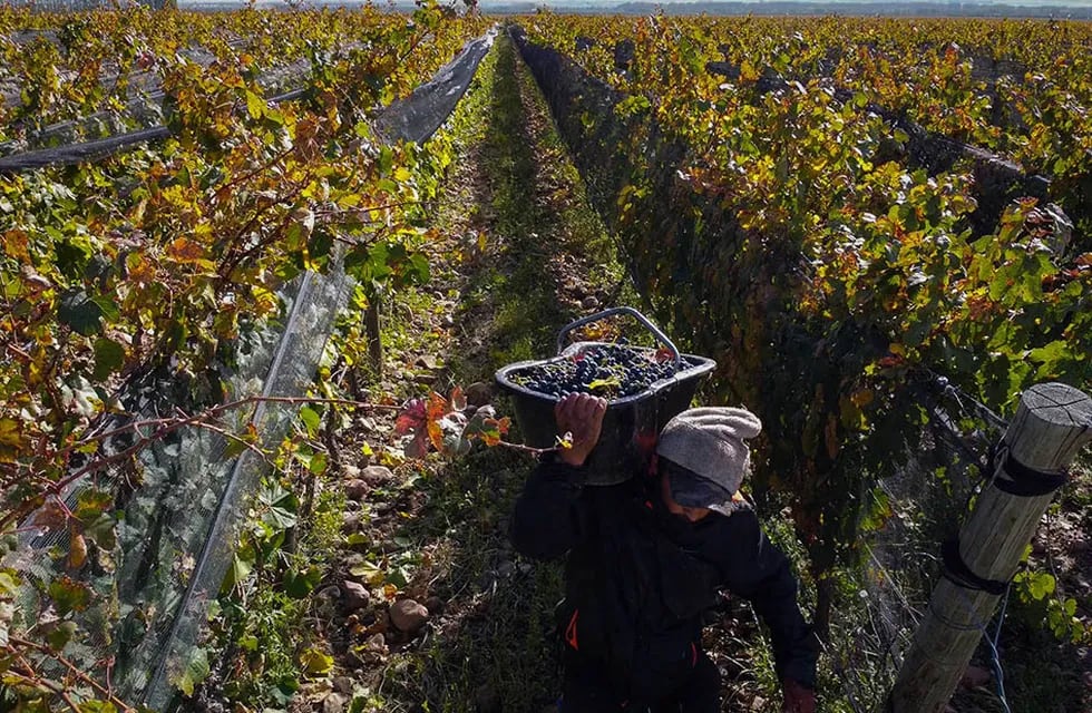 Se conocieron los datos finales de la cosecha de uva 2023: mermó un 29,4% en comparación al 2022.