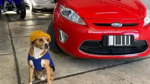 Tomi y Pili: los perritos rescatados que “posan” junto a los autos de una agencia de Mendoza