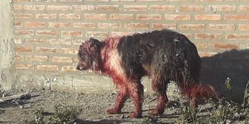 Así quedó el perro atacado a machetazos por su propio dueño en Las Lajas (Neuquén)