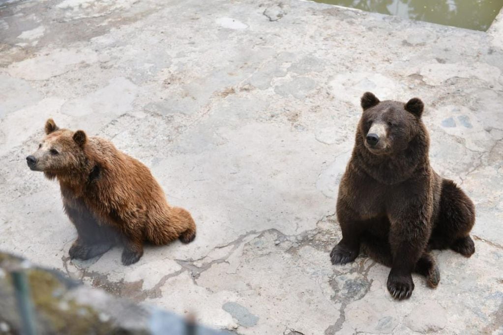 El Zoológico de San Pedro ratifica que los osos se encuentran en buen estado. Foto: La Gaceta