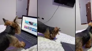 Lola, la perrita santafesina que se hizo viral porque aprendió a usar la computadora