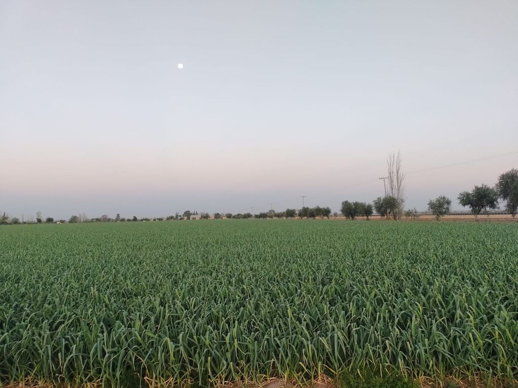 En la finca de Maipú, la empresa Andariego realiza cultivos intensivos. Es el campo se cultiva zapallo y ajos bajo los lineamientos de la agricultura regenerativa.