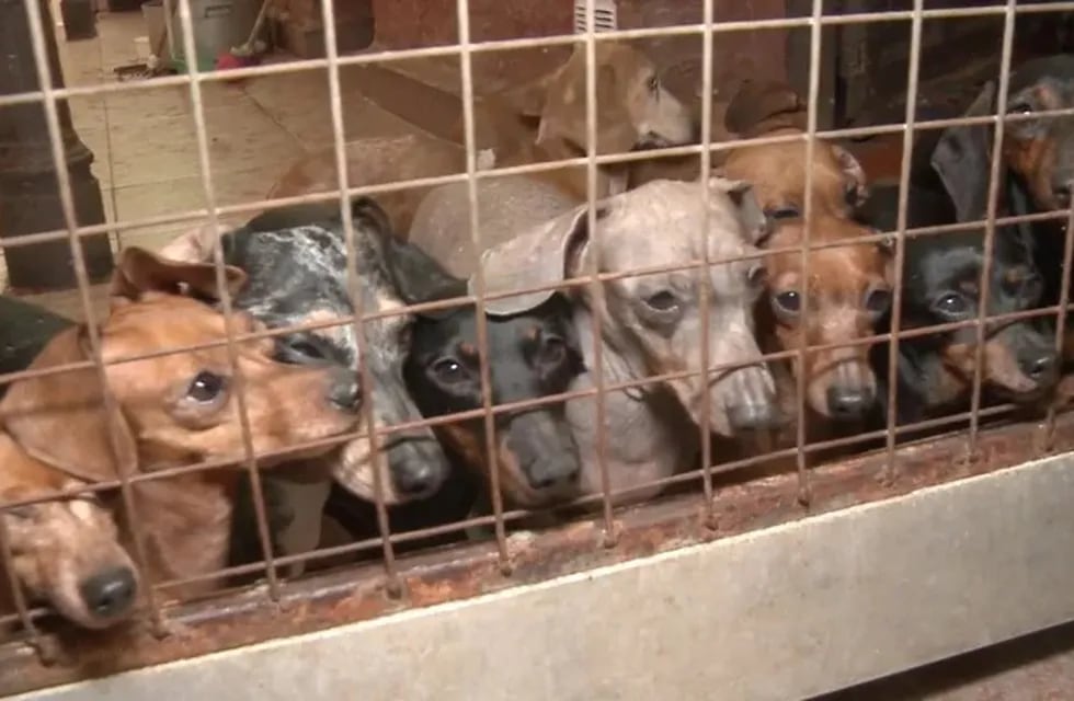 Rescataron a 55 perros salchichas que estaban en un criadero ilegal.