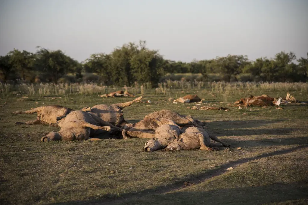 Muerte de vacas en Santa Fe por la sequía. / Foto: La Nación