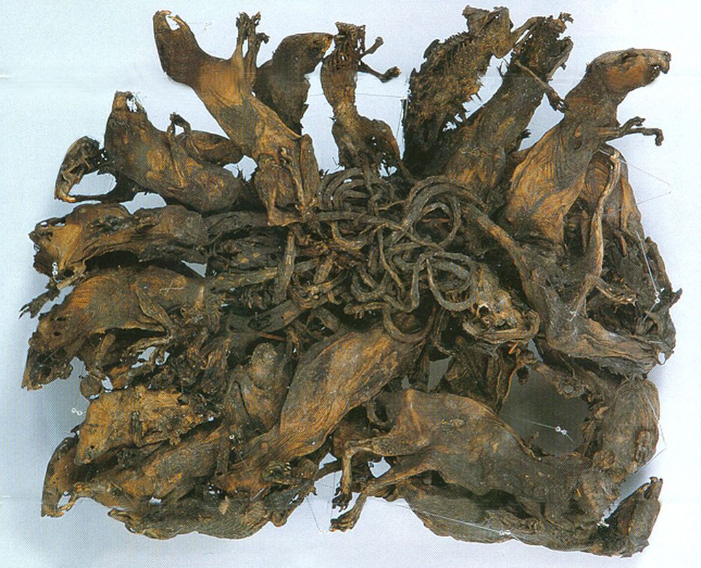 Miseo de Nantes, en Francia, se encuentra momificado un “Rey de Ratas” de nueve cabezas.
