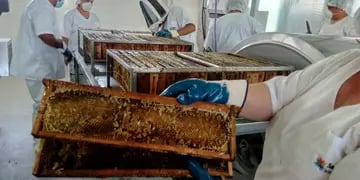 Sala comunitaria de extracción de miel en San Rafael