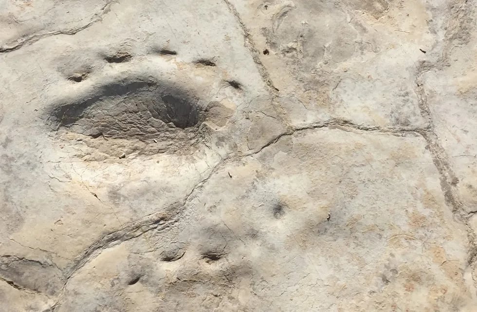 Rastrillada de cuatro huellas de Dicinodonte. Se observan dos pares de huellas que corresponeden a impresiones de miembro anterior y posterior. Largo total de una huella 25 cm.