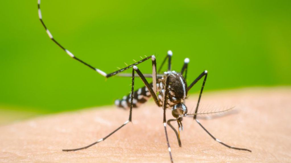 El Gobierno ratificó que aún no incluirá a la vacuna contra el dengue en el calendario nacional