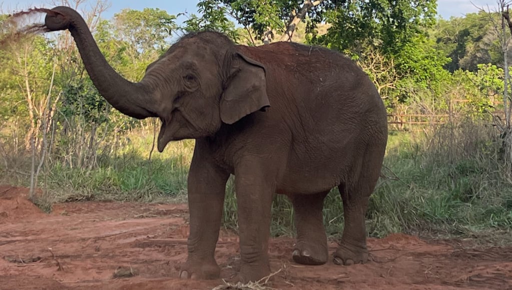 Antes y después: el notable cambio físico de la elefanta Guillermina en casi un año y medio en la selva brasileña. Foto: Santuario Global de Elefantes
