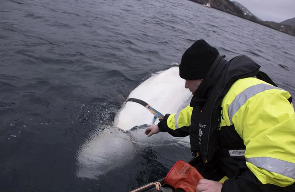 Noruega en alerta: pescadores hallaron a una ballena espía rusa