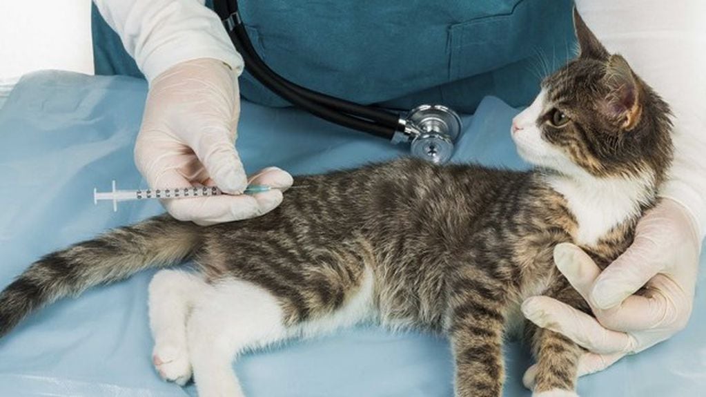 La rabia es 100% prevenible si vacunamos a nuestras mascotas.