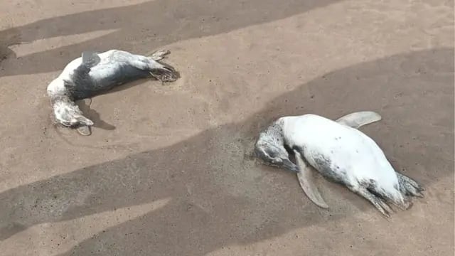 Preocupación en Mar del Plata: encontraron al menos 40 pingüinos muertos en la playa