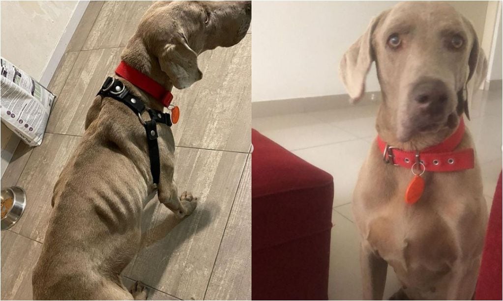 El antes y el después de John, el perro que adoptó Germán Martitegui.