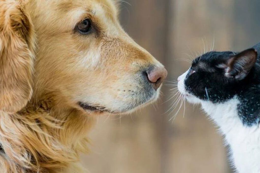 Perro y gato, imagen ilustrativa (Foto:iStock)