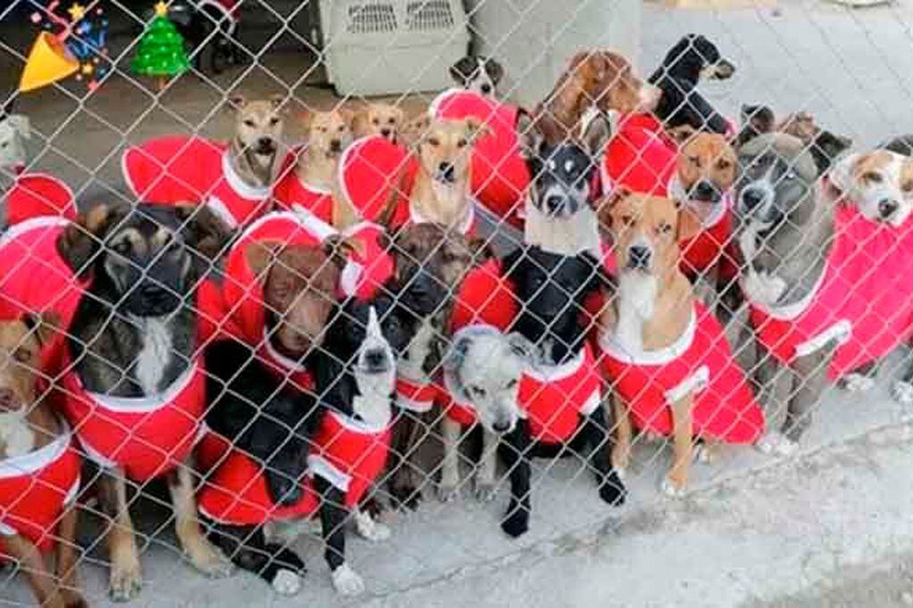 Un refugio de animales en México realizó una postal navideña con sus perros y se volvió furor.