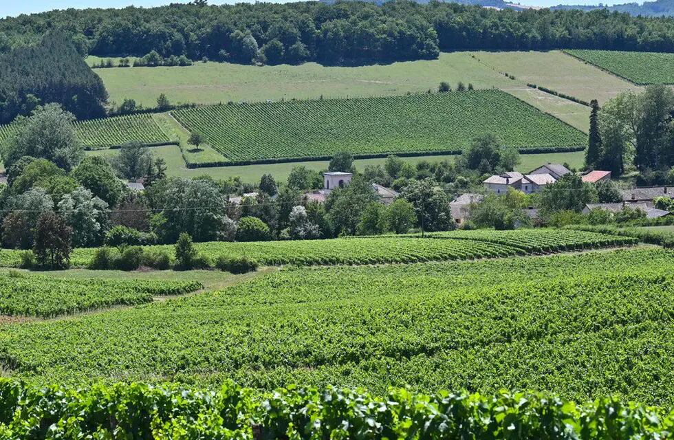 Francia: chardonnay, vino blanco para atraer más turistas