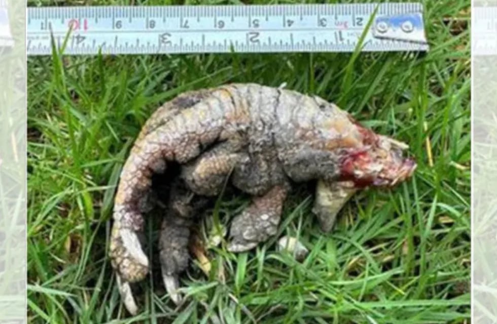Una mujer encontró una “garra de dinosaurio” en su jardín y causó un debate en las redes.
