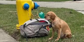 La conmovedora historia de Baby Girl, la perra diabética que abandonaron con una mochila llena de juguetes