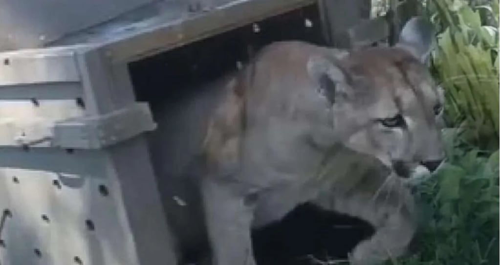 El puma fue liberado en un centro de rescate de animales silvestres. Foto: Diario Necochea