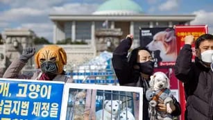 Histórico: Corea del Sur prohíbe el consumo de carne de perros a partir de 2027