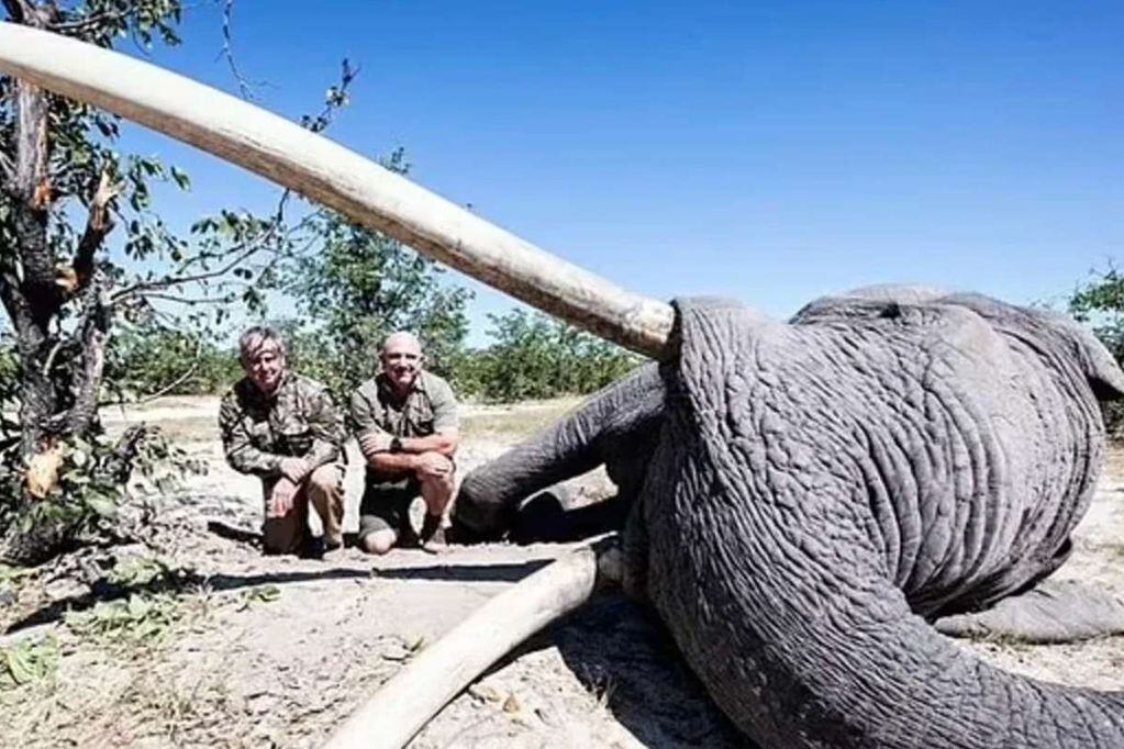 Un cazador pagó 50 mil dólares para matar a un elefante en peligro de extinción en África. / Foto: Gentileza