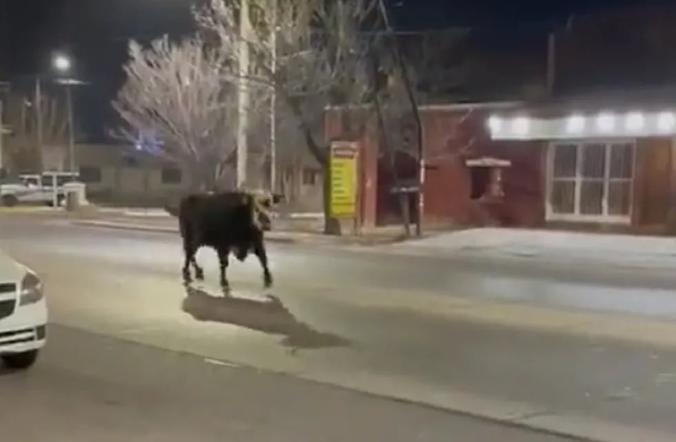 Toro suelto por las calles de Maipú (Captura de video)