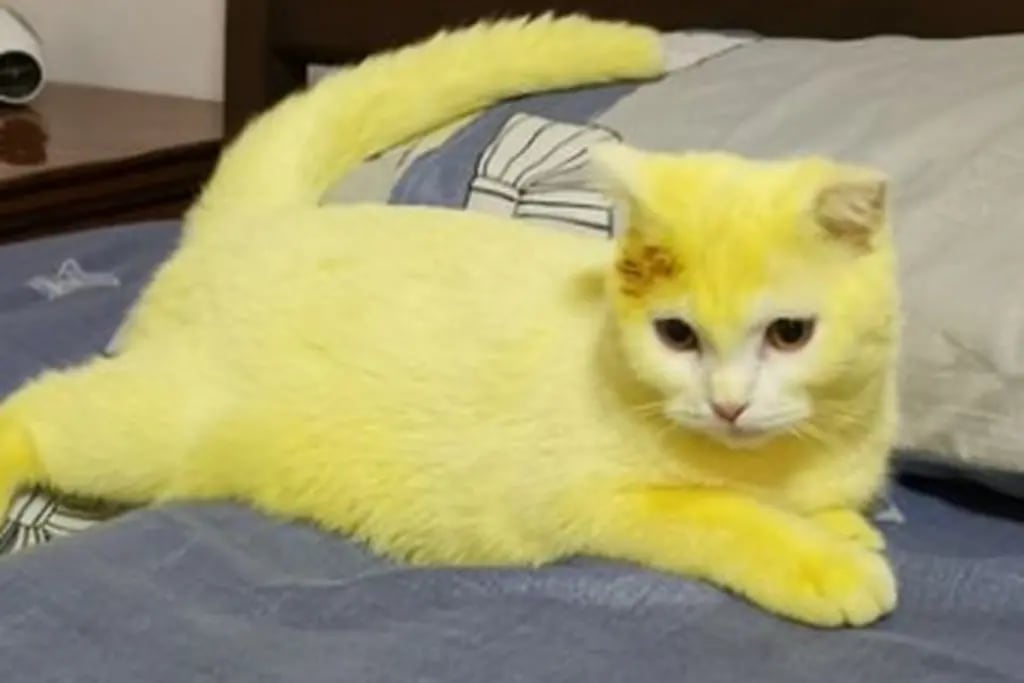 gato amarillo