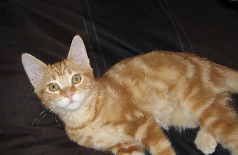 Una médica veterinaria mató a un gato con una flecha y subió la foto a Facebook