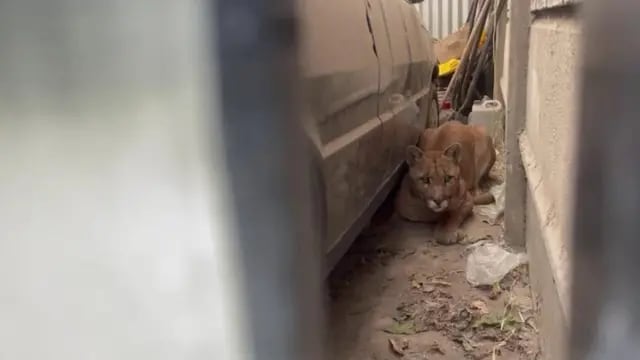 Encontraron un puma en el garaje de una casa en una localidad de Necochea
