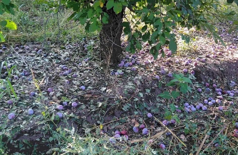Granizo en Tunuyán con graves daños en los frutos (Gentileza / El Cuco Digital)