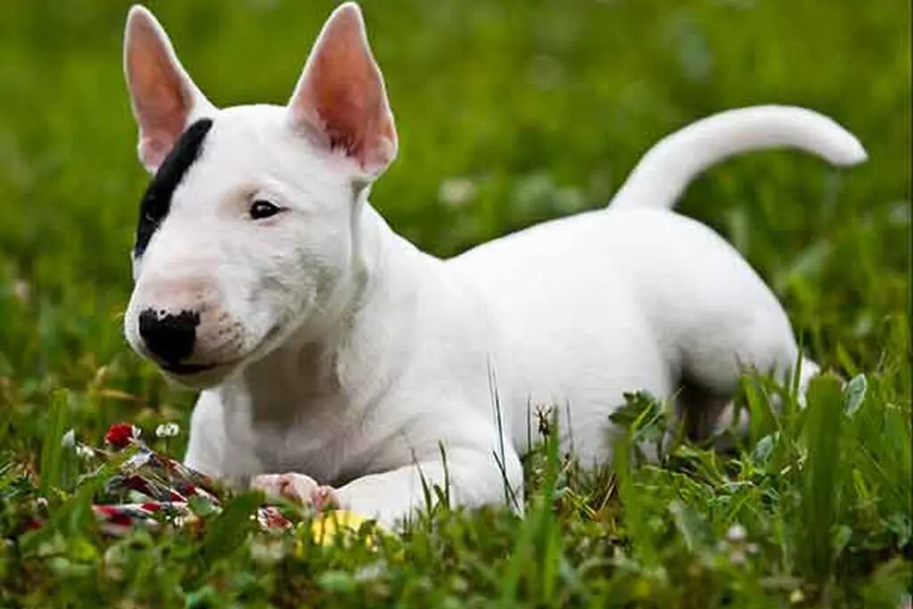 El animal robado es un cachorro de Bull Terrier. Imagen Ilustrativa