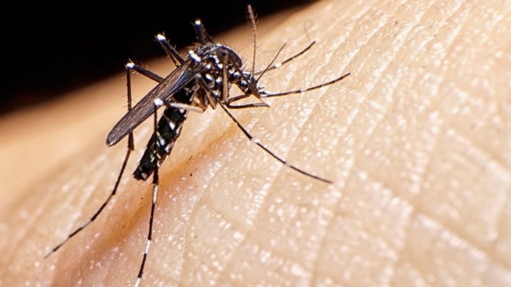 Dengue: Brasil en alerta sanitaria. 
