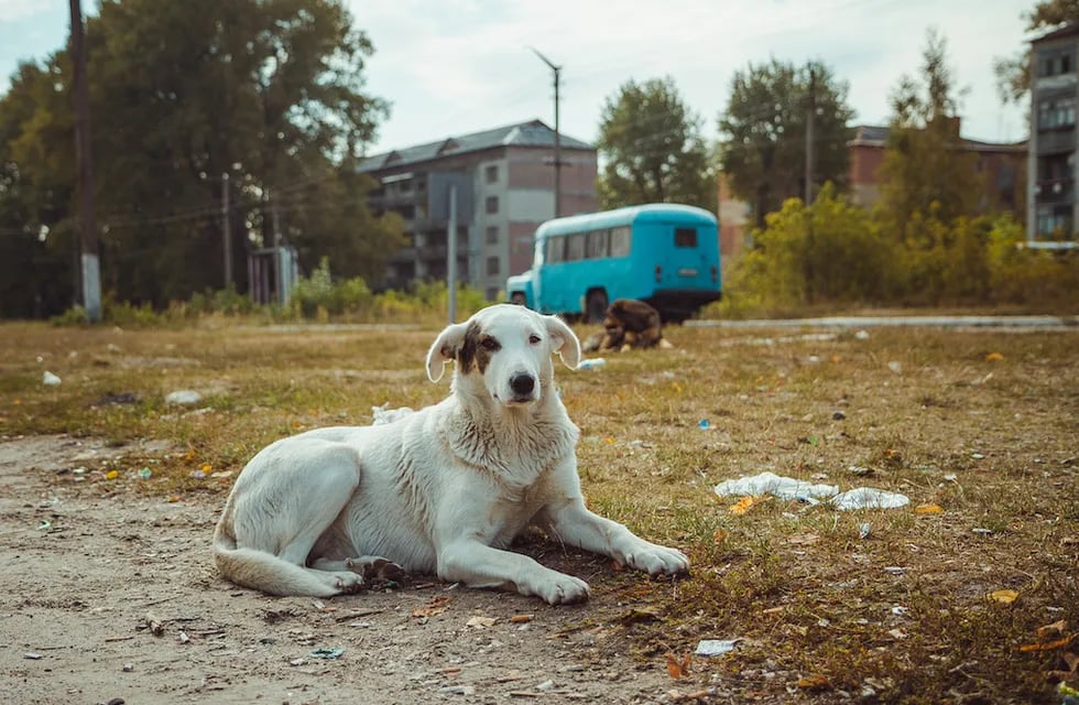 Los científicos aseguran que la mayoría de los perros que deambulan por Chernobyl se ponen alegres y saltan al ver humanos.