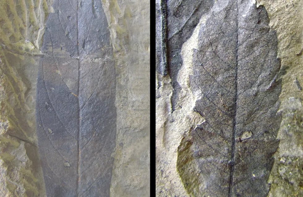 Hojas fósiles halladas en Río Turbio, Santa Cruz, mostrando diferencias en su margen, venación y tamaño. Foto: Gentileza