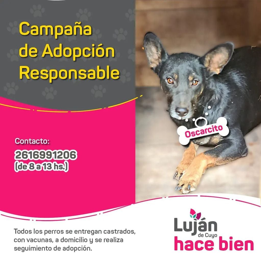 La original campaña en redes con que Luján busca dar en adopción a 9 perritos rescatados de situaciones traumáticas. Foto: Facebook Municipalidad Luján de Cuyo