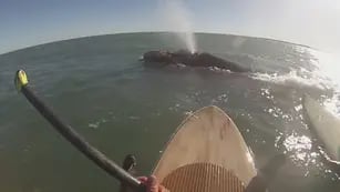 Dos jóvenes nadaron con ballenas en Monte Hermoso