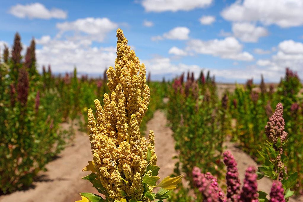 Plantaciones de quinoa